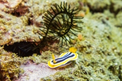 2015_Indonesia_Bali_9