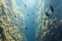2016_Malta_diving_w_3