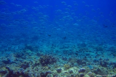 2015_Palau_diving_w_10