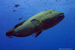 2015_Palau_diving_w_11