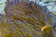 2015_Palau_diving_w_12
