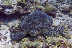 2015_Palau_diving_w_13