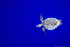 2015_Palau_diving_w_15