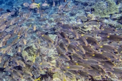 2015_Palau_diving_w_16