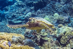 2015_Palau_diving_w_17