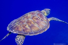 2015_Palau_diving_w_18