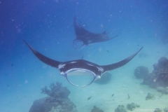 2015_Palau_diving_w_19