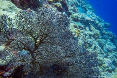 2015_Palau_diving_w_2