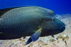 2015_Palau_diving_w_21
