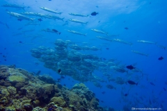 2015_Palau_diving_w_3