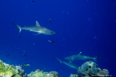 2015_Palau_diving_w_4