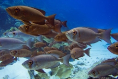 2015_Palau_diving_w_5