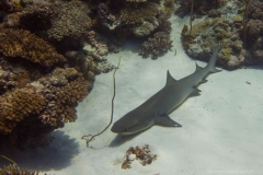 2015_Palau_diving_w_6