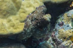 2015_Palau_diving_w_7
