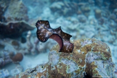 2015_Palau_diving_w_8