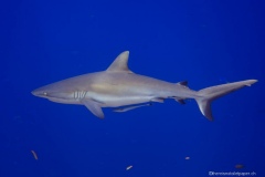 2015_Palau_diving_w_9