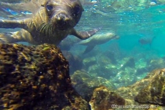 seal1_b