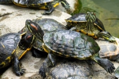 turtles