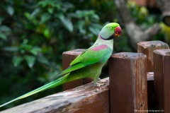 parrot