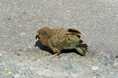 DSC04803_b