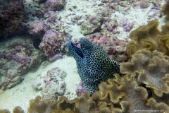 2017_Oman_diving_w_1