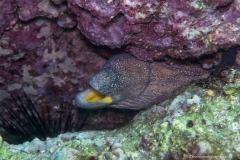 2017_Oman_diving_w_10
