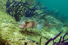 2017_Oman_diving_w_11