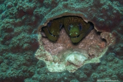 2017_Oman_diving_w_12