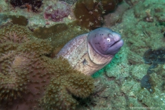 2017_Oman_diving_w_13