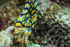 2017_Oman_diving_w_14