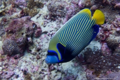 2017_Oman_diving_w_2