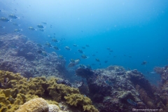 2017_Oman_diving_w_3