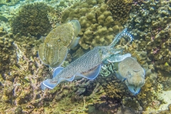 2017_Oman_diving_w_4