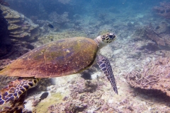 2017_Oman_diving_w_5