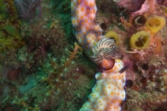 2017_Oman_diving_w_6