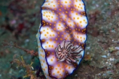 2017_Oman_diving_w_7