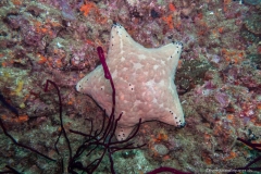 2017_Oman_diving_w_8