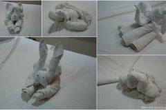 Tierchen_Cruise