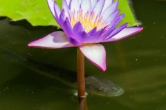 DSC02750_b
