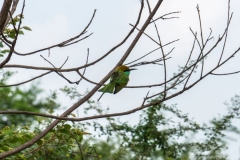 DSC02867_b